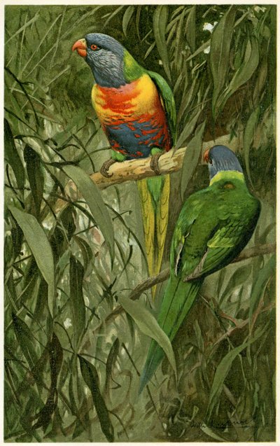 زوج من Rainbow Lorikeets ، 1890 (chromolithograph) بواسطة الفريد بريهم